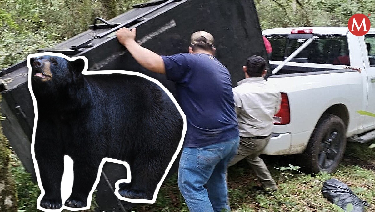 Inicia monitoreo de oso negro en Tamaulipas