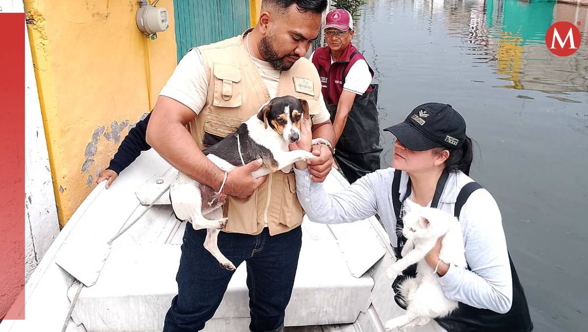 Los seres sintientes rescatados serán trasladados a refugios temporales (Especial)