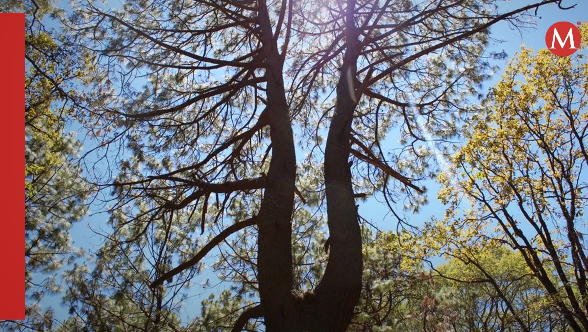 El árbol de la lira es el emblema de la Sierra de Quila (Milenio)