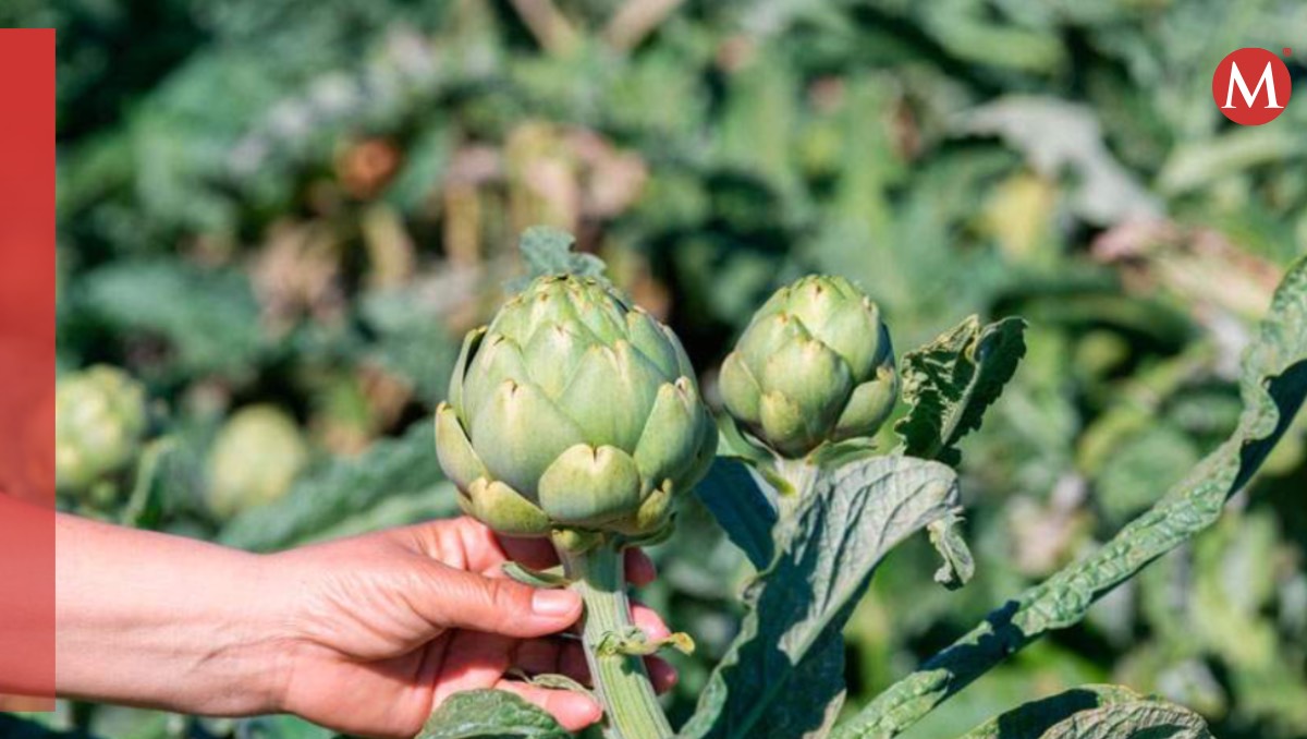 La alcachofa es una de las verduras con más beneficios
