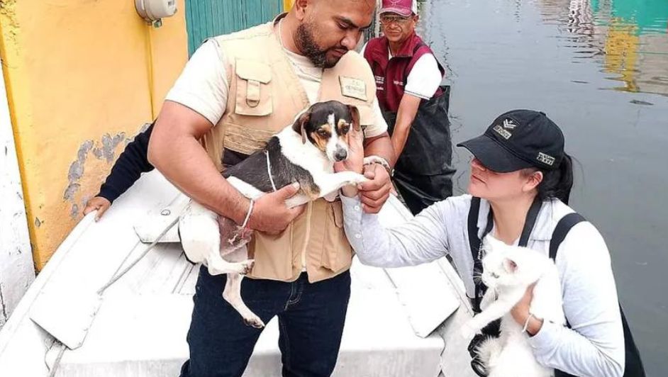 Rescatan y resguardan a 'michis' y 'lomitos' por inundaciones en Chalco