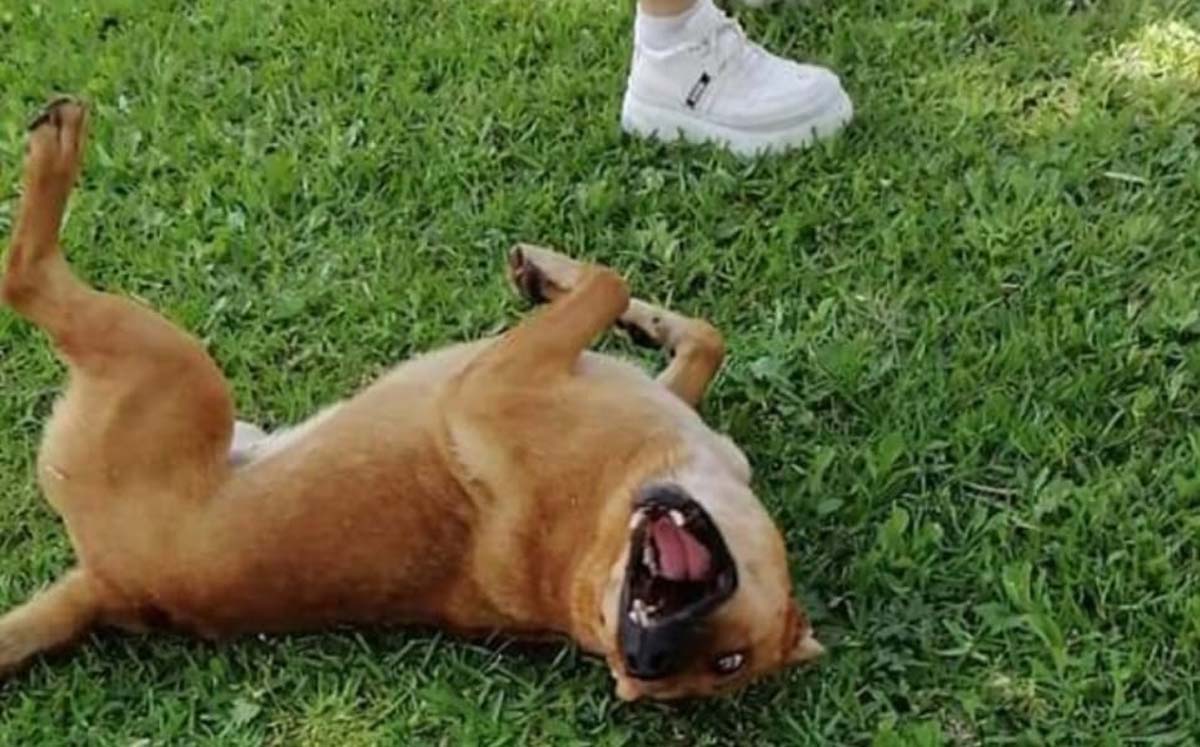 Perrita gana amparo por maltrato animal en México. l Especial