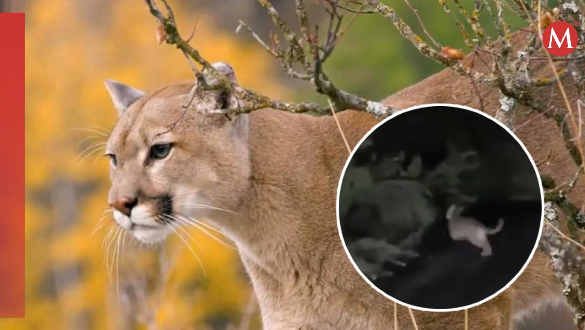 Puma es captado en carretera en Nicolás Flores, Hidalgo