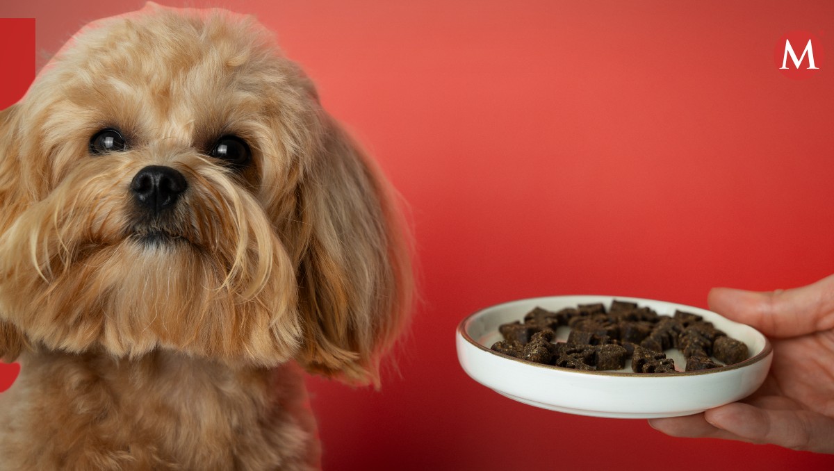 ¿Qué alimentos hacen daño y podrían INTOXICAR a mi mascota?