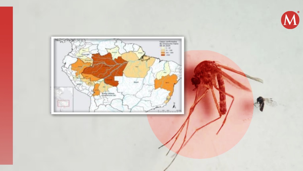 Te contamos cómo identificar la fiebre del Oropuche (Diseño: Milenio)
