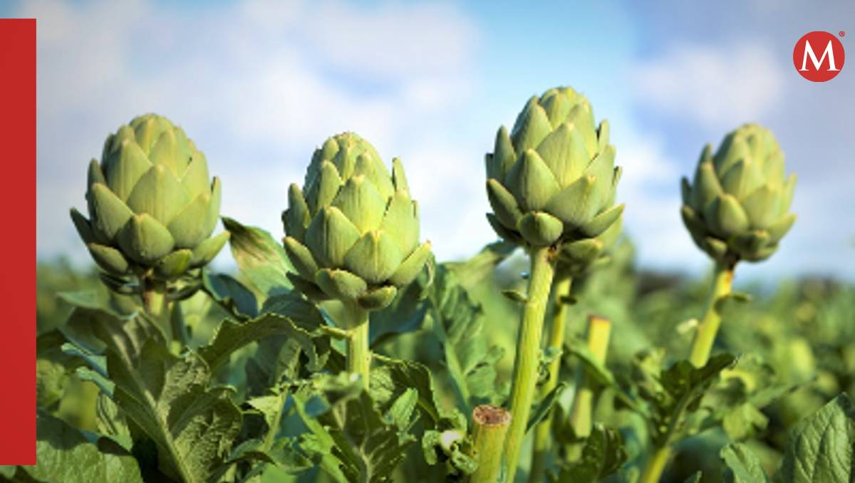 Las alcachofas son de las verduras con más nutrientes