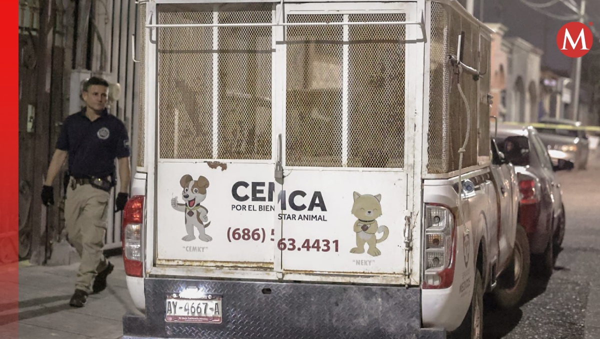La mujer de 87 años fue atacada por cinco perros mientras daba un paseo  (Especial)
