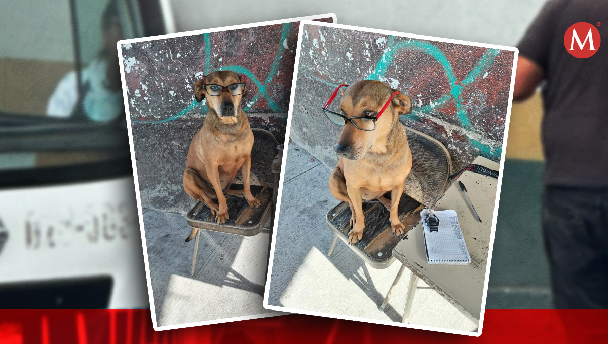 Perrita Canela, la “checadora” de combis en Pachuca. (Especial)