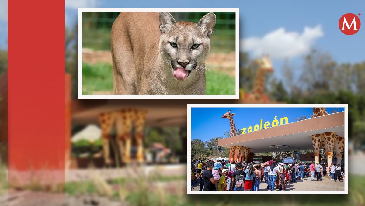¿Se escapó un puma en el Zoológico de León?