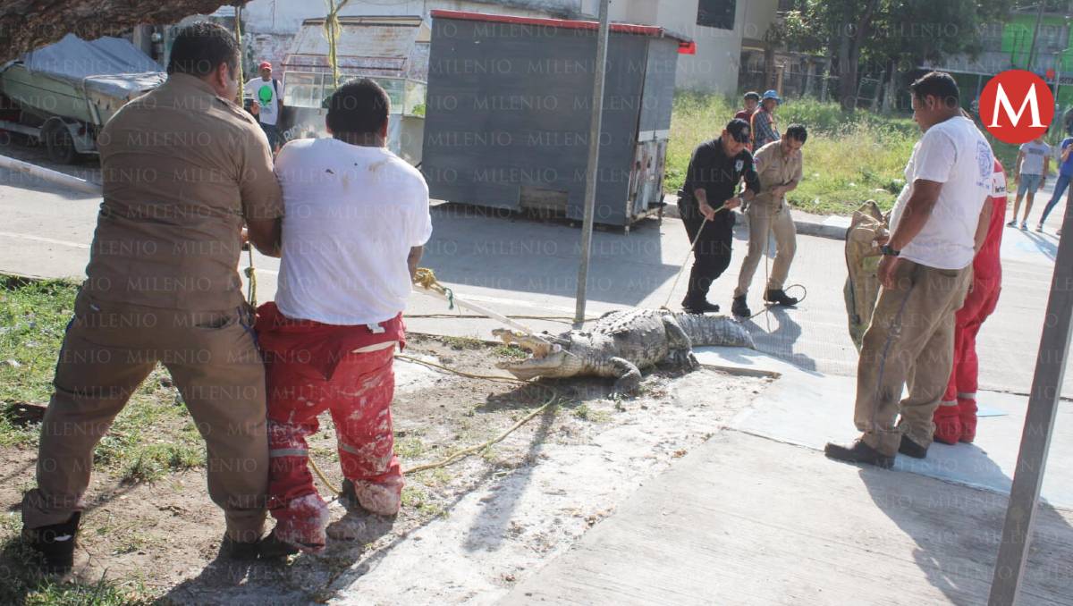 Capturan cocodrilo en Tampico. (Yazmín Sánchez)