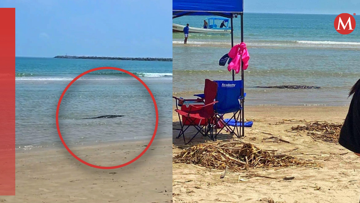 Capturan a cocodrilo de más de dos metros en Playa Miramar