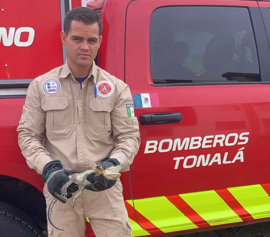 Han asegurado al menos 12 cocodrilos en Jalisco. (Cortesía)