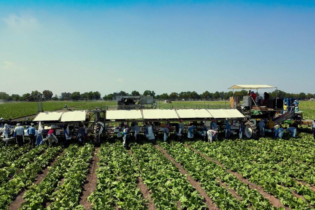 Los vegetales son producidos en distintos estados del territorio mexicano. (Cortesía)