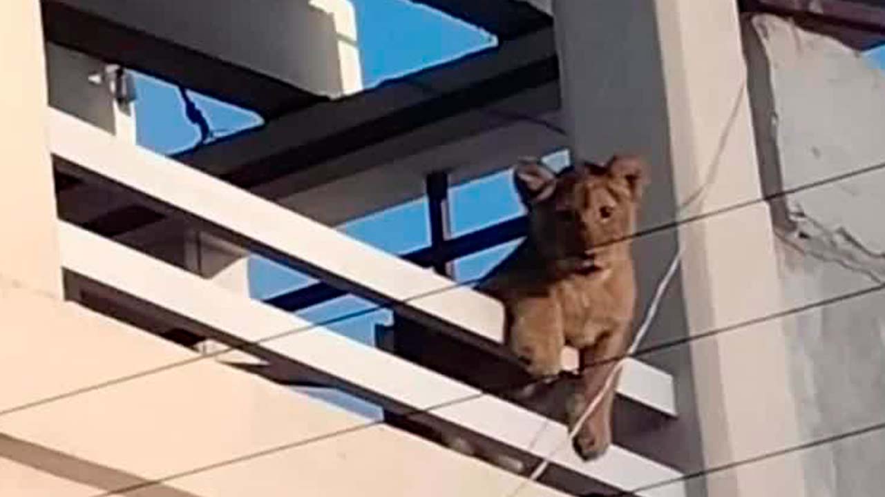 Habitantes de Querétaro fueron sorprendidos por una leona en el techo de una casa