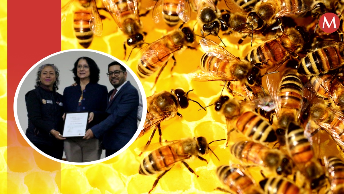 La importancia de las abejas en el mundo. | ESPECIAL