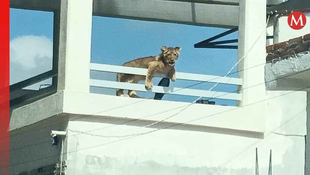 Leona es rescatada de condiciones inadecuadas en San Juan del Río | Especial