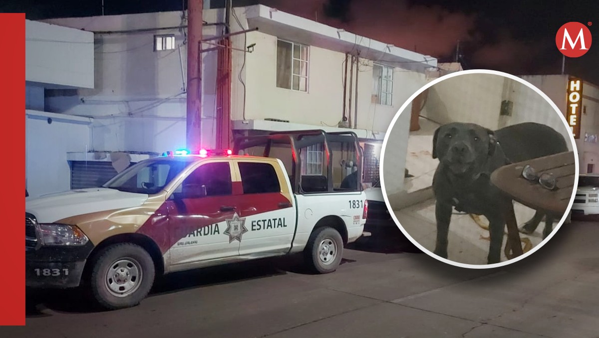 El perro pitbull y un olor extraño en el patio, alertaron a los vecinos. (Especial)