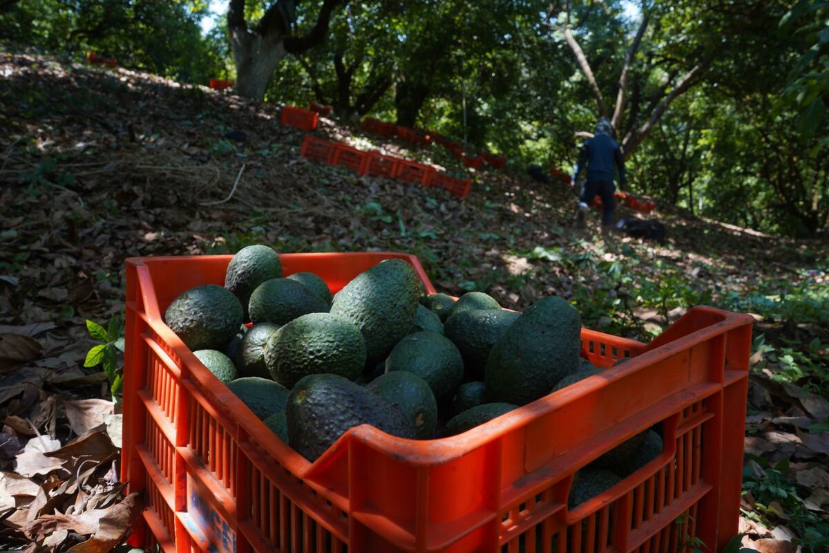 Los consumidores de aguacate Michoacano podrán consultar la certificación por medio de código QR. (Cuartoscuro)