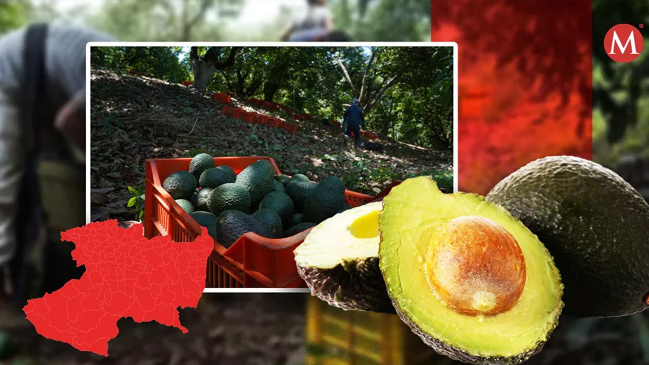 Michoacán implementa el programa Guardián Forestal para proteger al aguacate de la deforestación