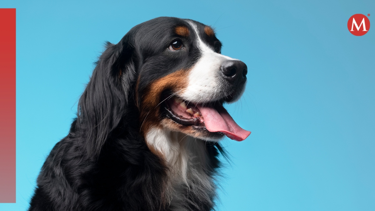 Perritos entienden palabras aunque no las pronuncien sus dueños | Especial
