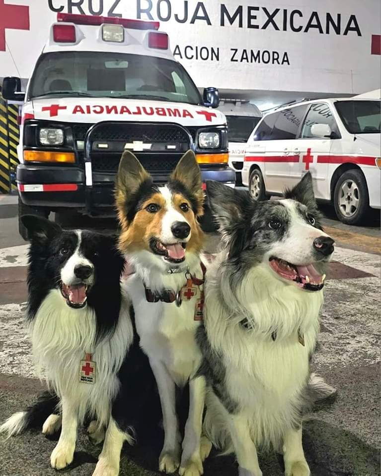 Balam, Orly y July perros rescatistas buscan a joven desaparecido en presa de Michoacán