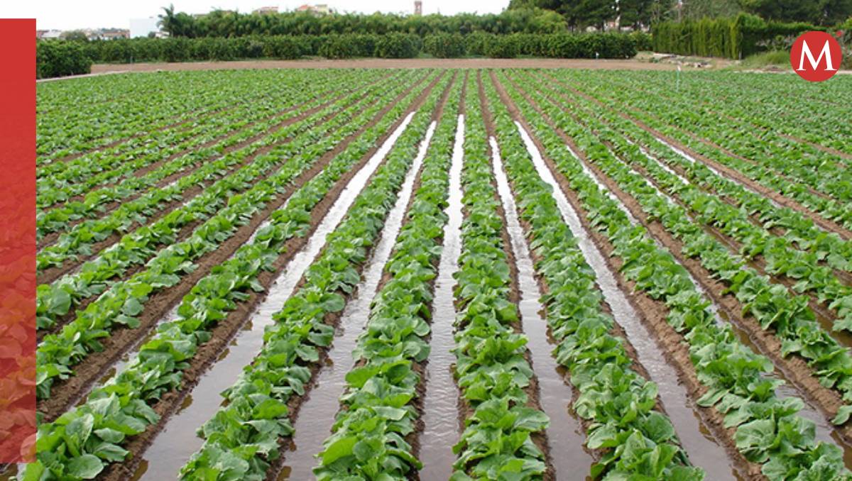 El gobierno de López Obrador concluirá con 230 mil hectáreas de riego agrícola (Especial)