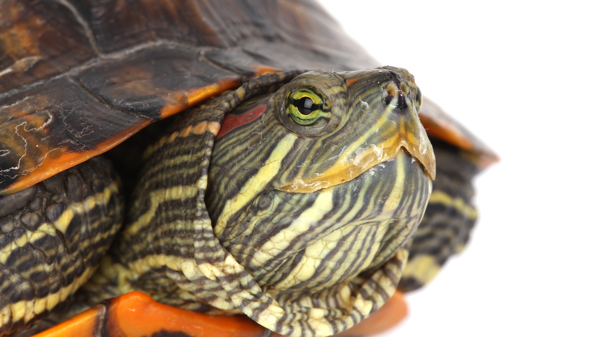Tortuga de oreja roja. (freepik.es)