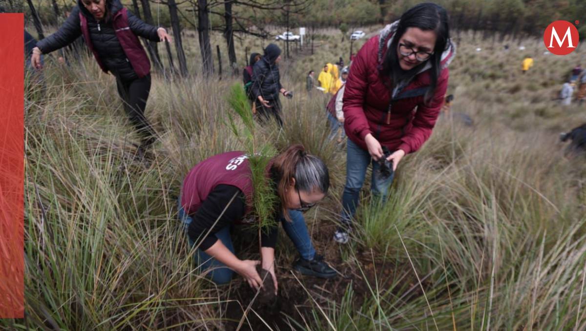 Se han plantado más de 3.4 millones de árboles, con apoyo de organizaciones y comunidades. Foto: Tania Contreras