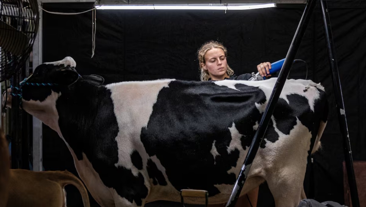 Tras gripe aviar, en ferias de EU alistan vacas falsas para ordeñarlas. | Reuters