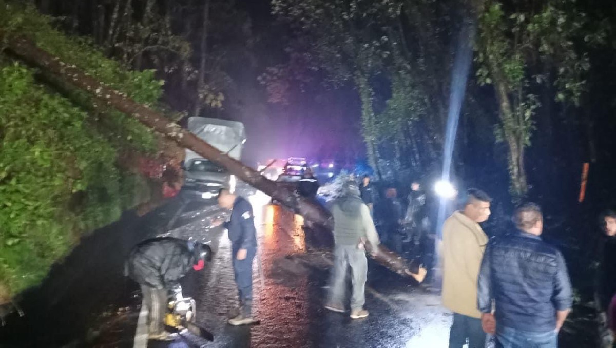 Un árbol se cayó por las intensas lluvias en la carretera Ocuilan-Cuernavaca. Foto: (Especial)