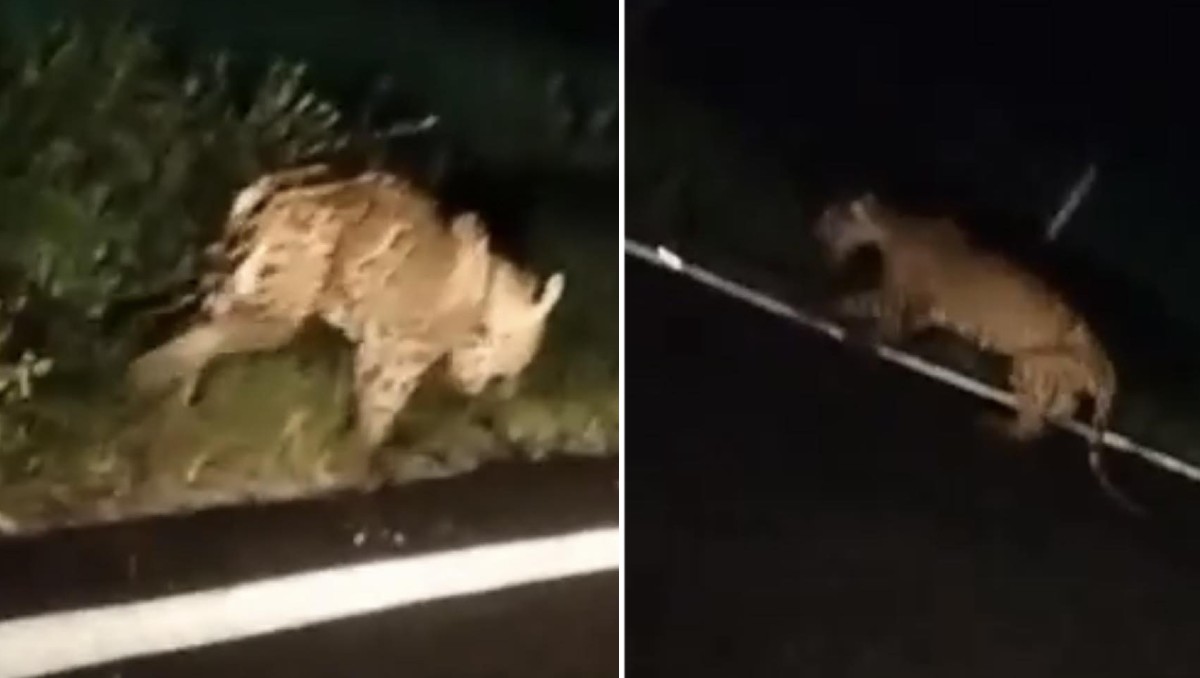 Jaguar rescatado en Pacula, Hidalgo, presenta signos de desnutrición