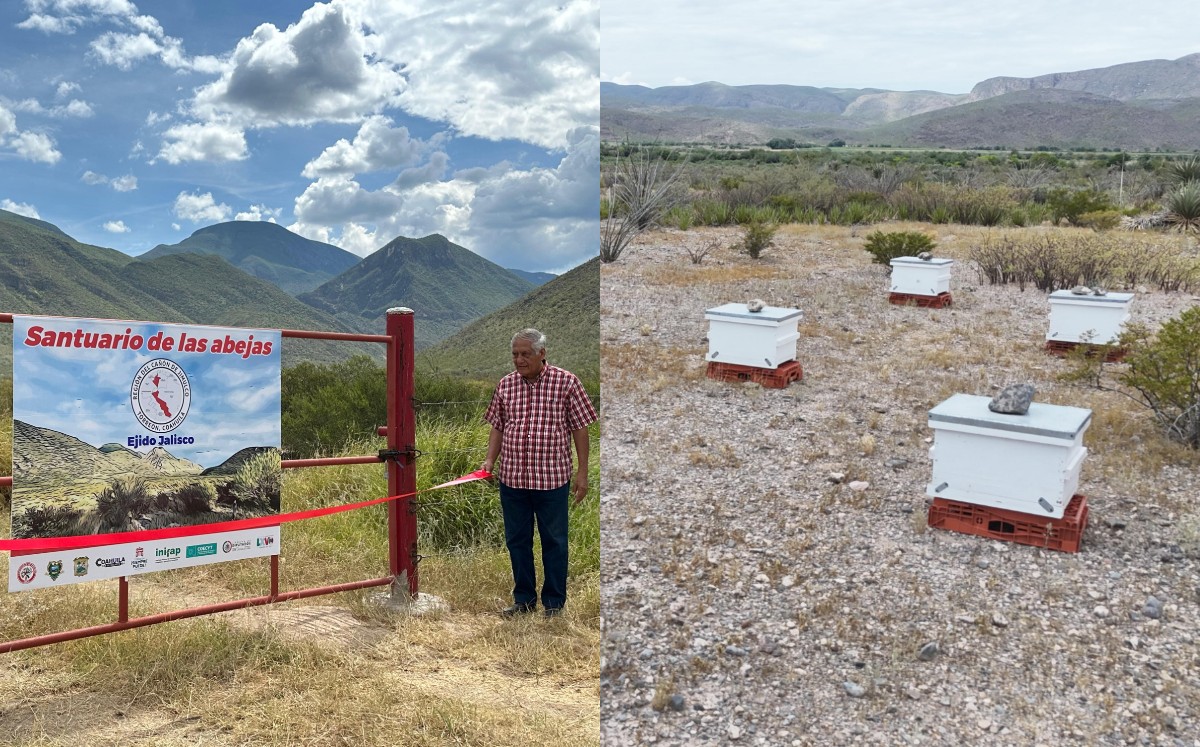 Santuario de las abejas en La Laguna. l Especial
