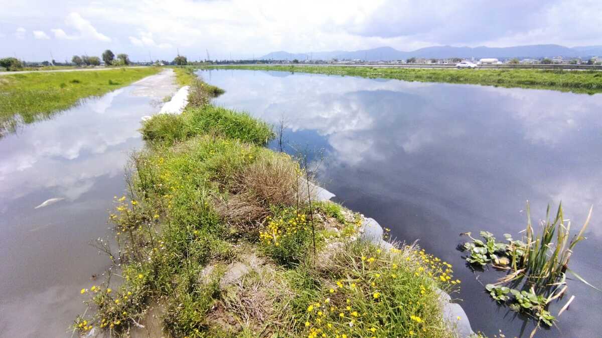 Situación actual del Río Lerma, en San Mateo Atenco | Foto: Iván Carmona
