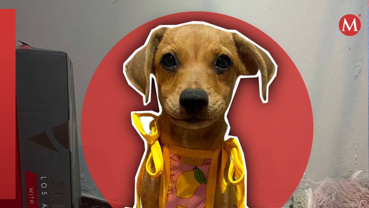 Ella es Aria, la perrita que fue 'plantada' su día de adopción. | Melody Patitas