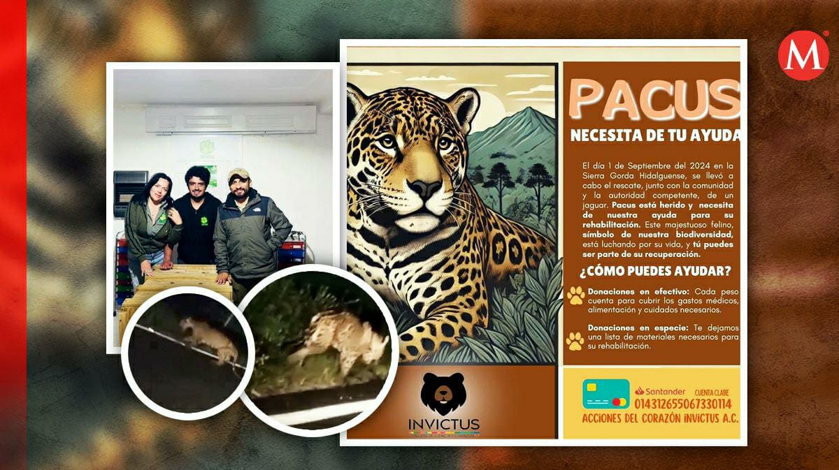 Jaguar Pacus presenta desnutrición y mandíbula fracturada.