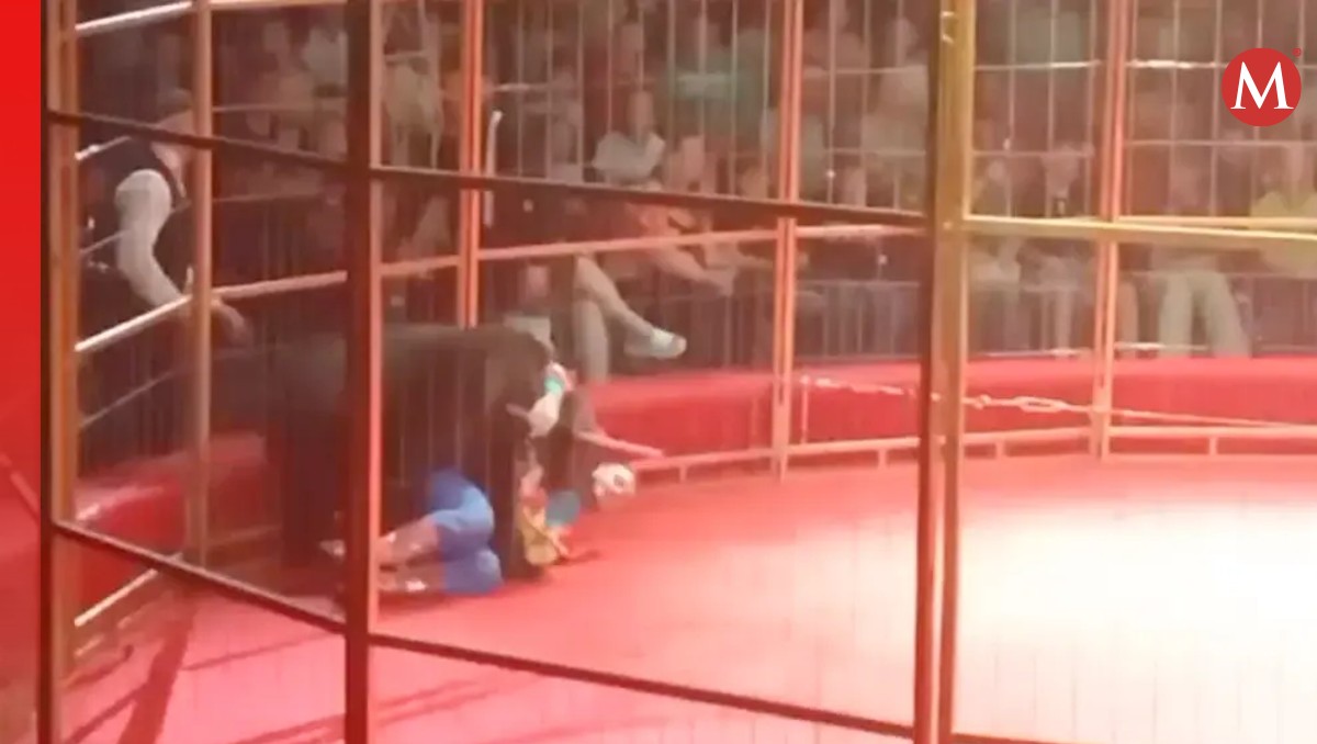 La osa 'Rosquilla' se cansó de balancearse en su patineta y atacó. | Especial
