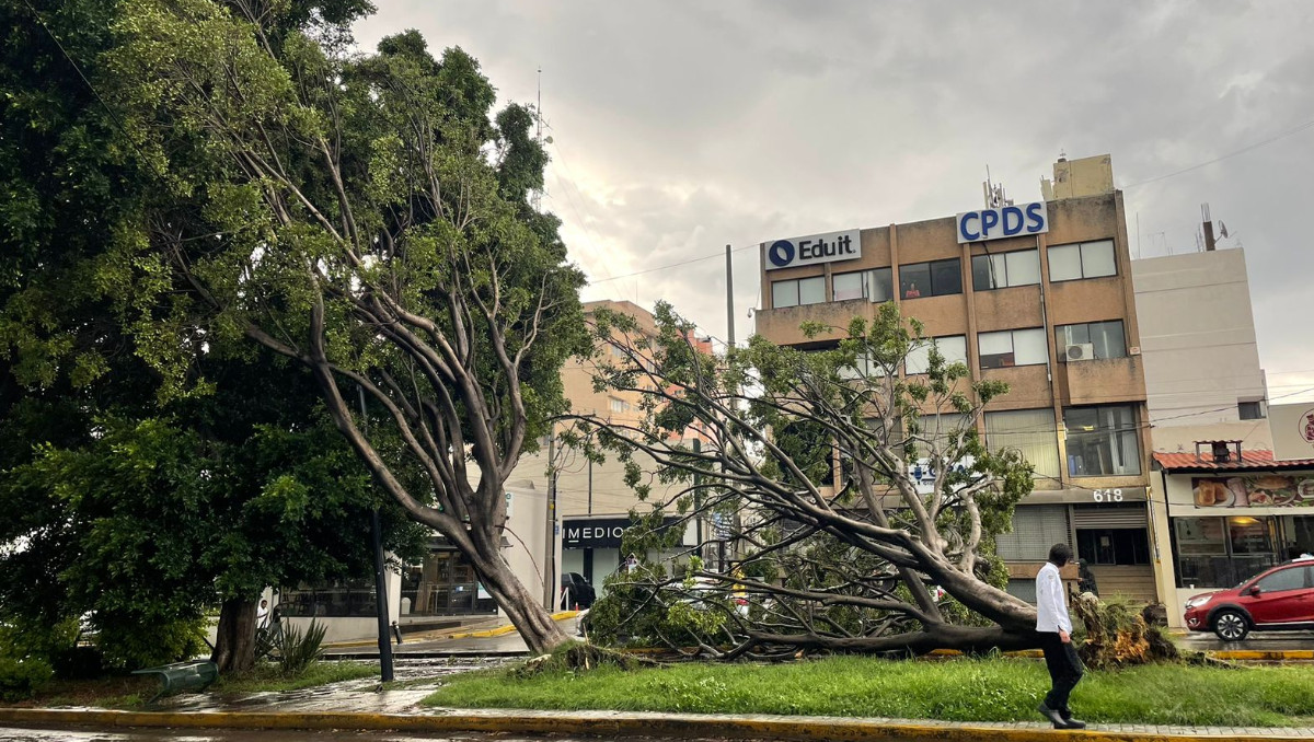 Árboles en mal estado en Puebla | Clau Hernández