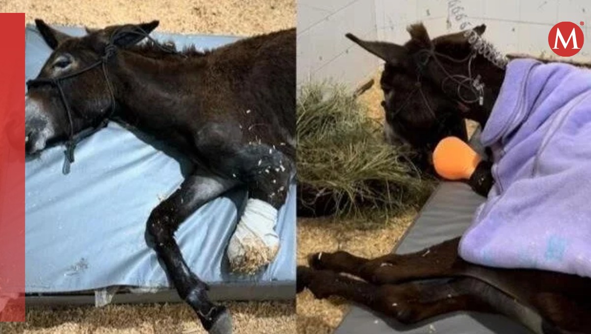 Campaña contra violencia animal pide justicia para burrita Olivia | Especial