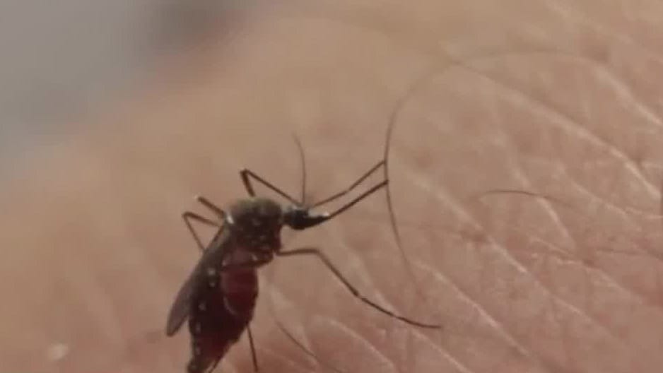 Tamaulipas registra 420 casos de dengue, autoridades intensifican medidas de prevención y control