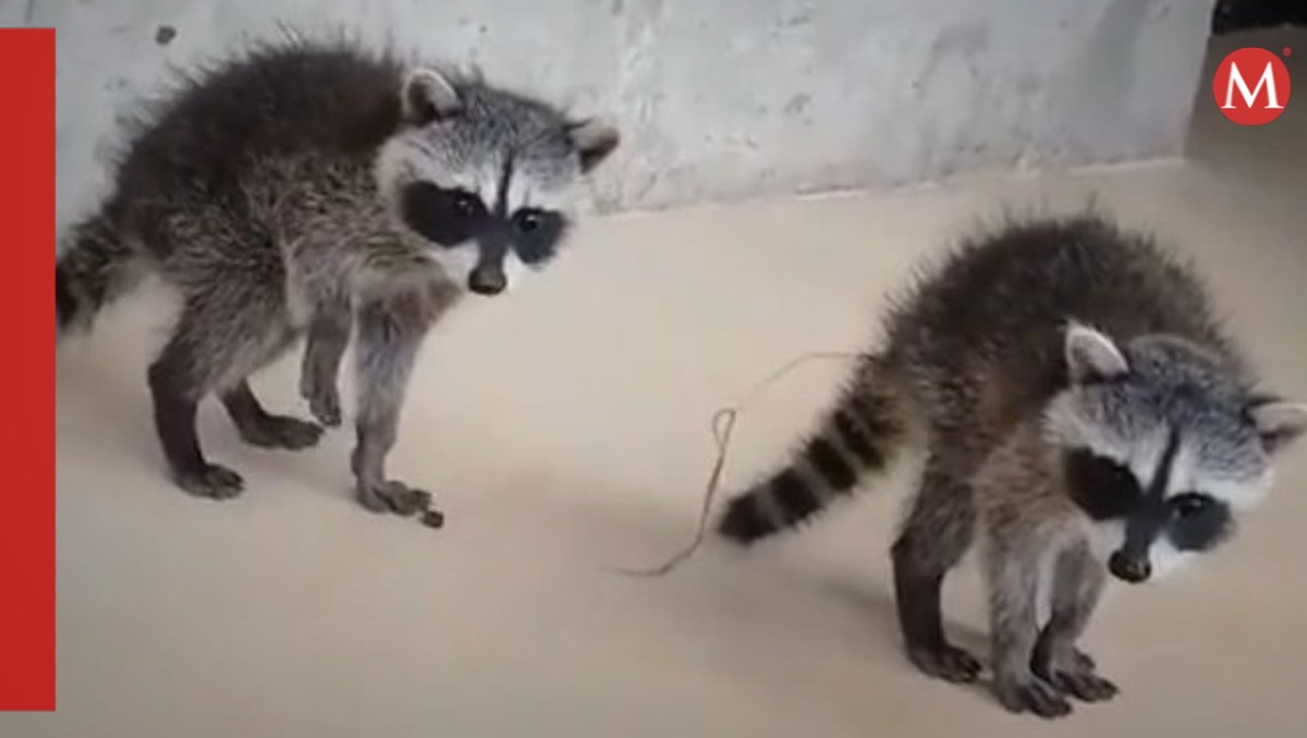 Captan a par de mapaches deambulando en la UNAM y se vuelven virales