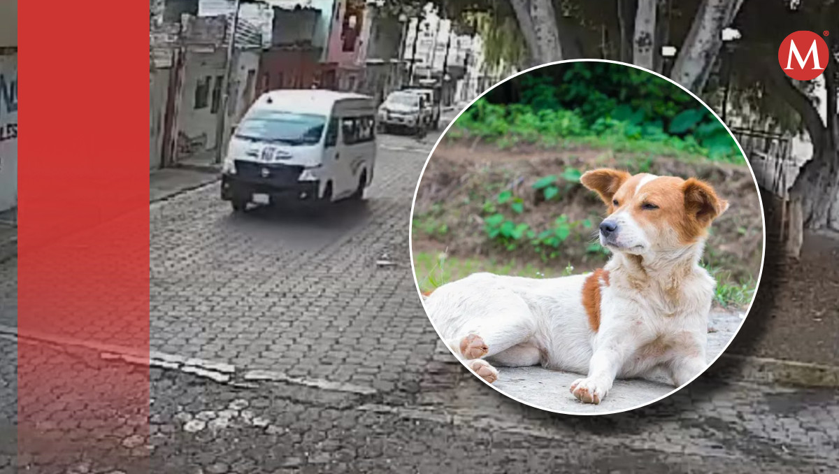 Muere perro al ser atropellado por el conductor de una colectiva en Puebla | Especial