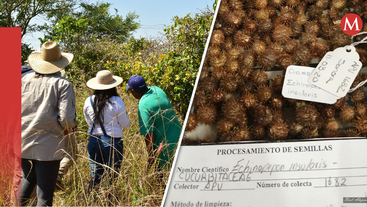El proceso de conservación comienza desde la planeación y logística del viaje de campo. (Diseño: Mauricio Ledesma)