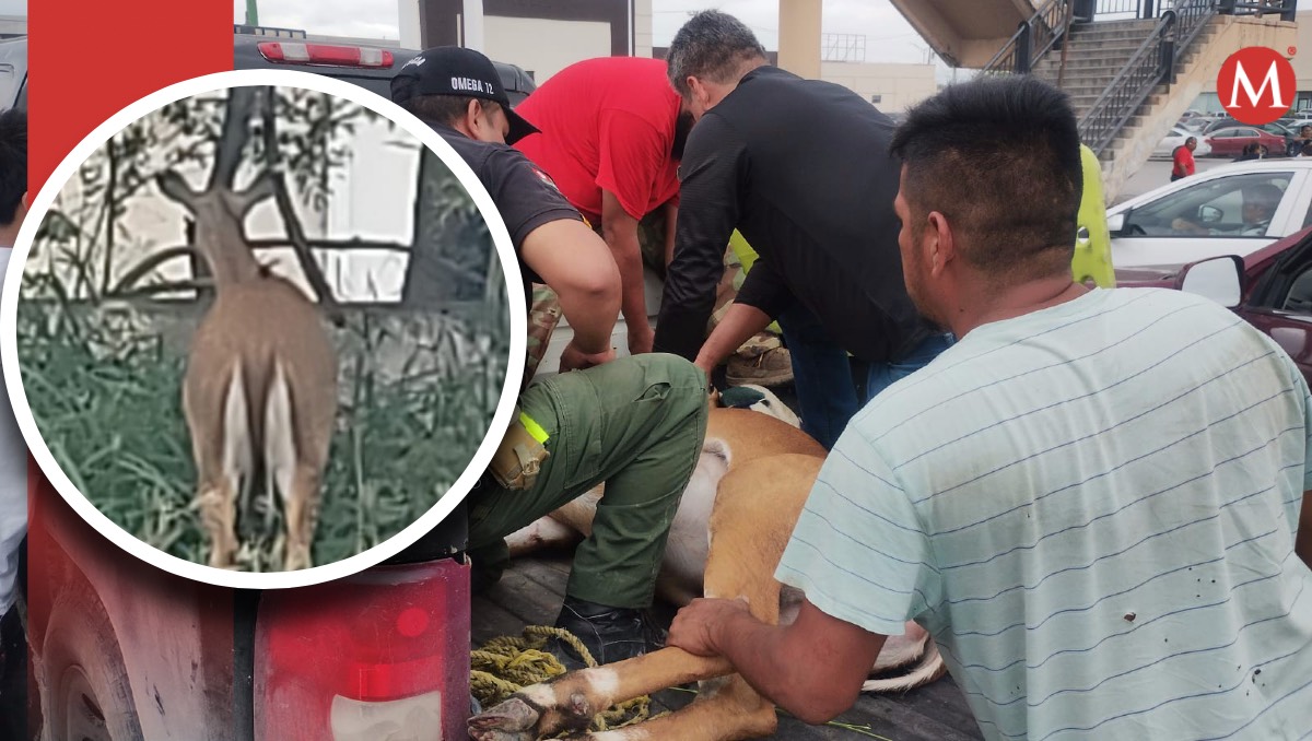 Venado muere tras ser capturado en Matamoros