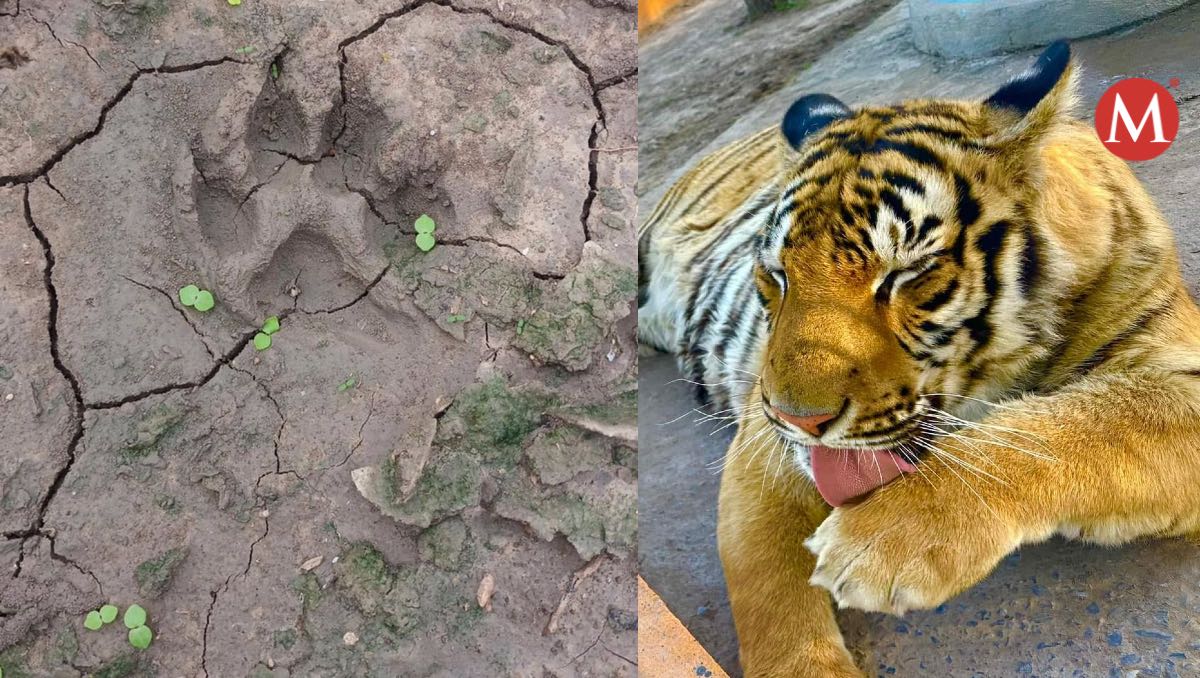 Buscan a tigre que escapó de una quinta en Reynosa.