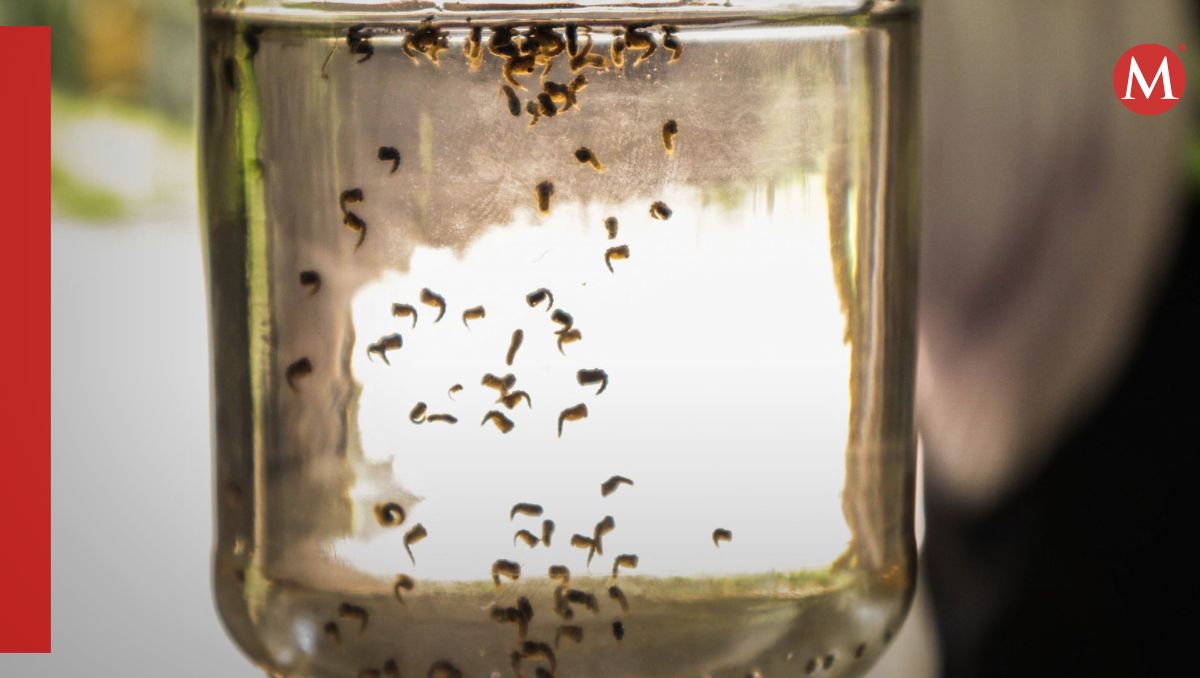 El dengue es una enfermedad propagada por el mosquito 'Aedes aegypti' | Foto: Cuartoscuro