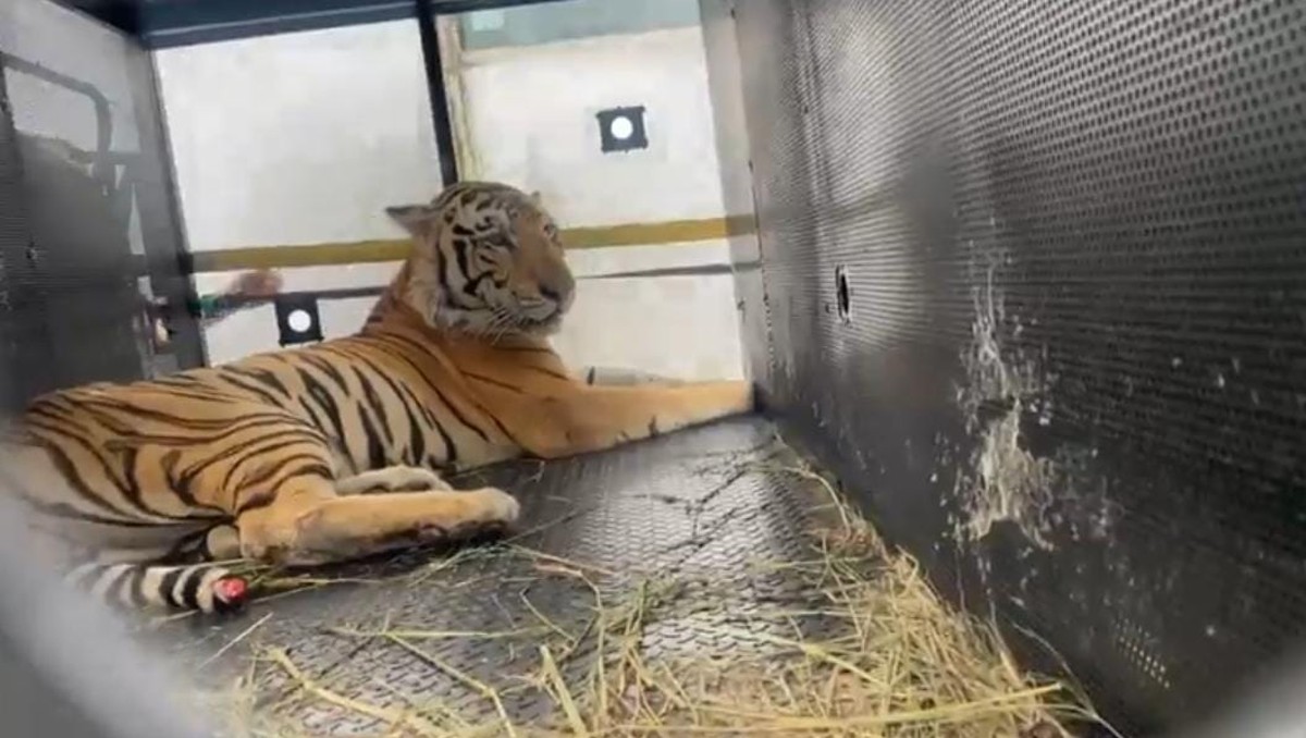 Tony, tigre capturado en Reynosa