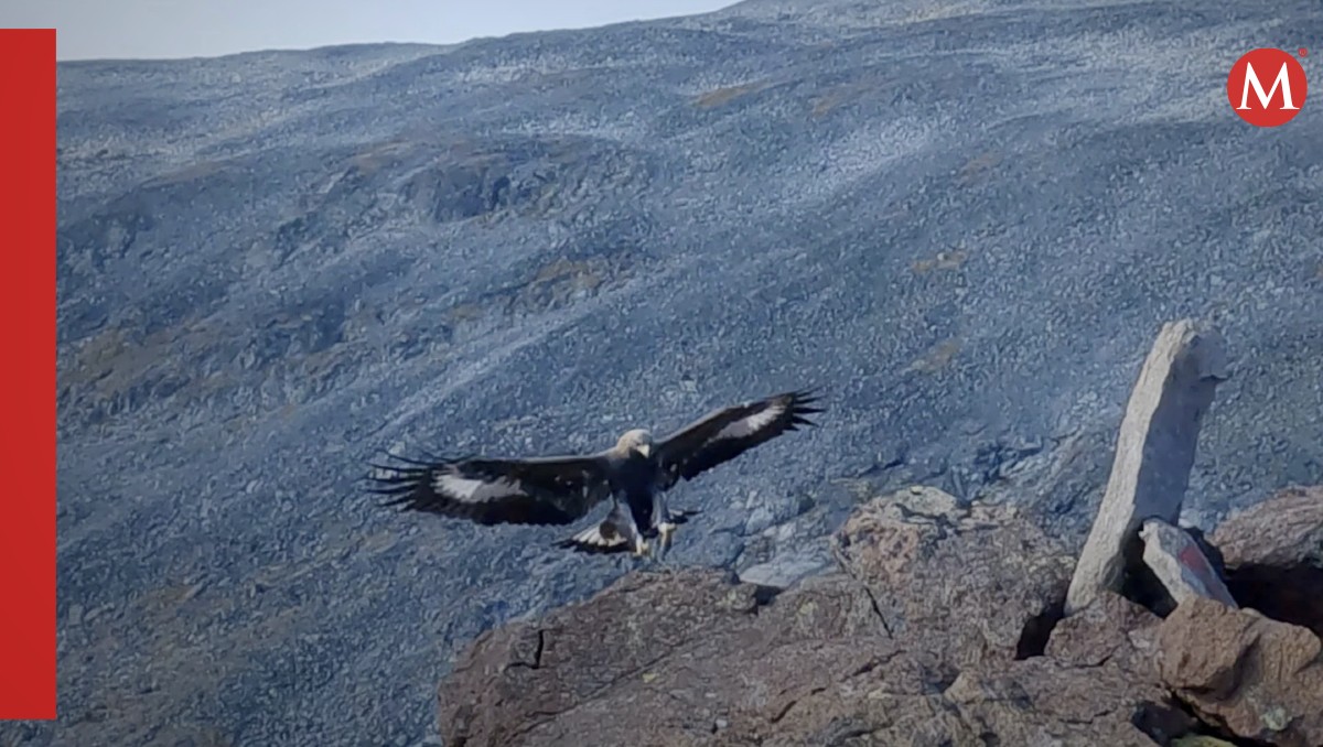 El ataque del águila a varias personas quedó captado en video | AP
