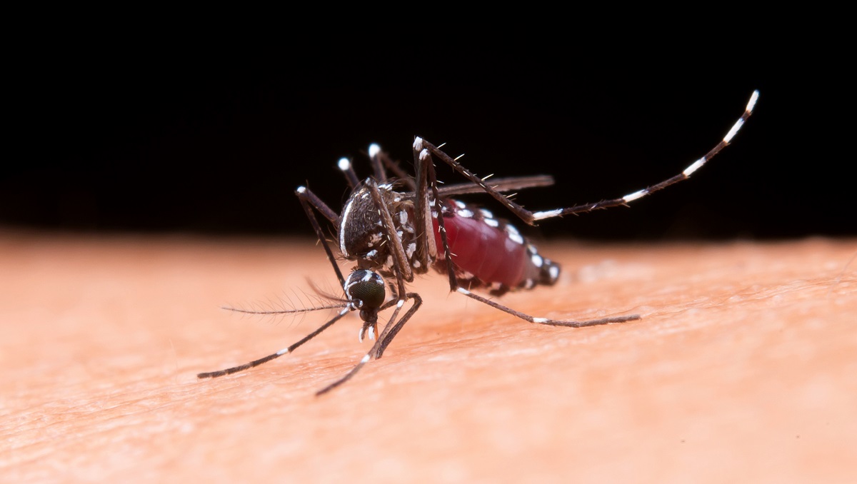 El dengue se transmite por medio de la picadura de un mosquito infectado. (freepik.es)