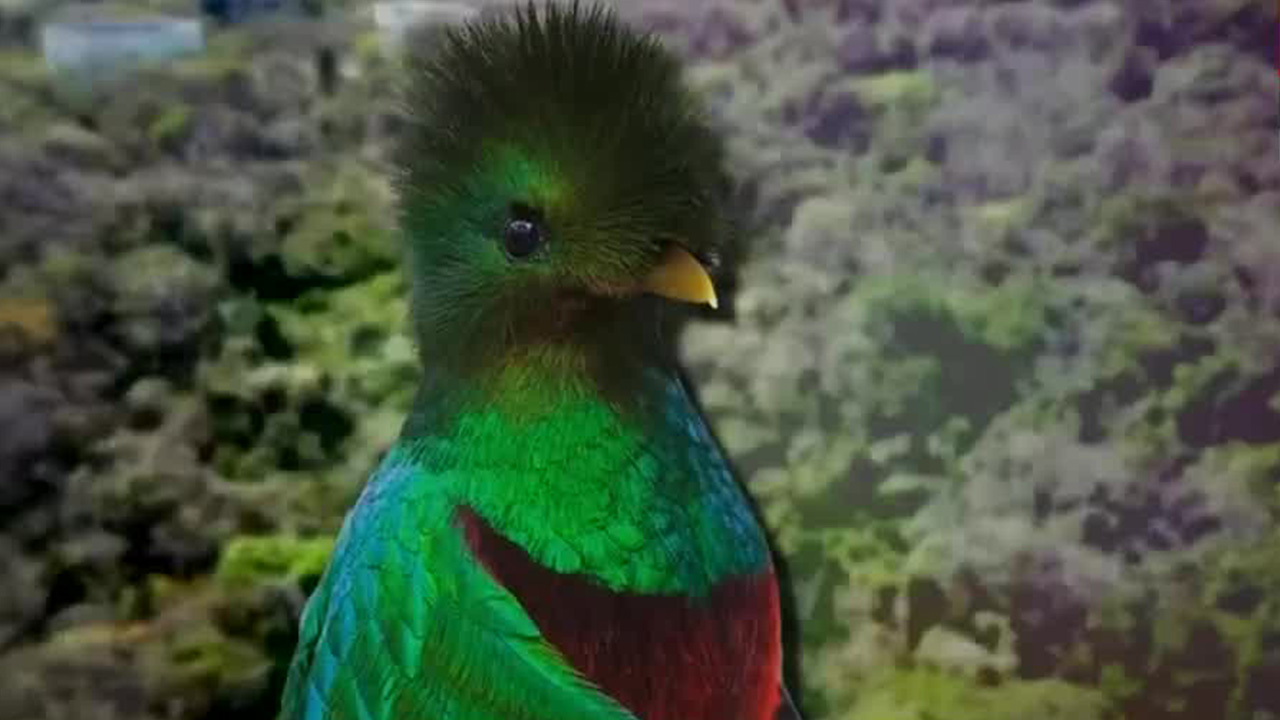 Instalan diorama para la conservación del Quetzal en zoológico de Chiapas