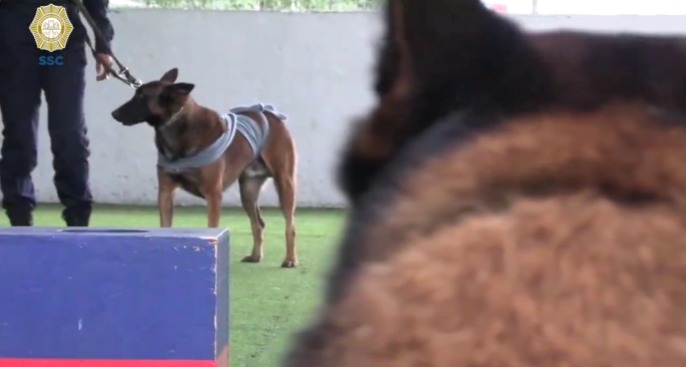 Método para proteger a tu perrito de la pirotecnia.